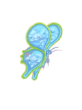 Tattoo – Butterfly - Transparent Utopia by Sadie Rose
