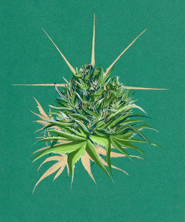 Gold Ray, Mary Jane - Transparent Utopia by Sadie Drucker